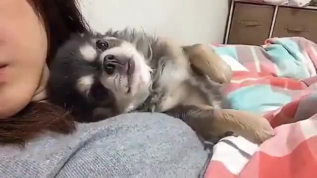撸狗和撸猫的区别,太真实了